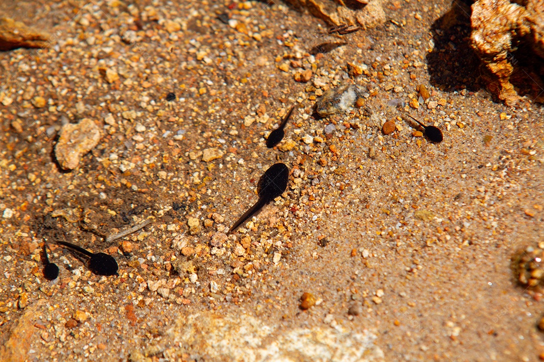 Girinos em uma lagoa ao ar livre