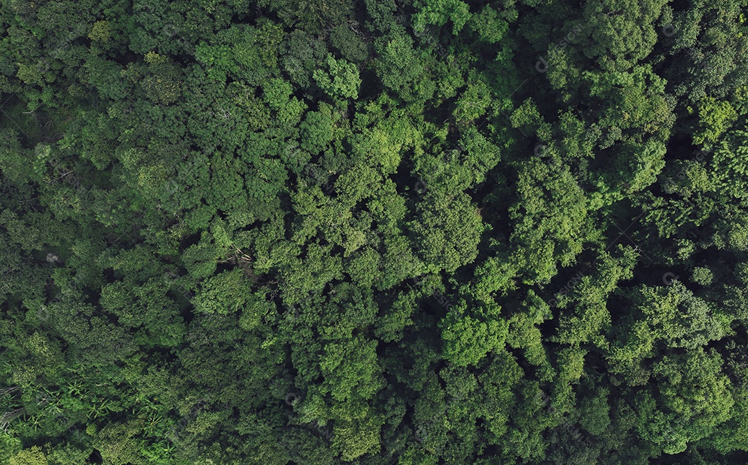 Vista aérea superior de árvores verdes na floresta
