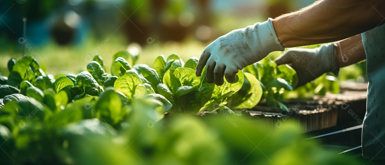 Mãos de pessoas cuidando da colheita de vegetais.