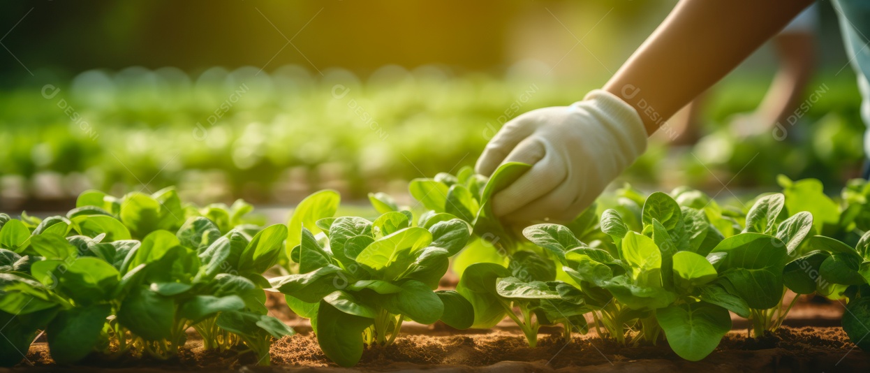 Mãos de pessoas cuidando da colheita de vegetais.