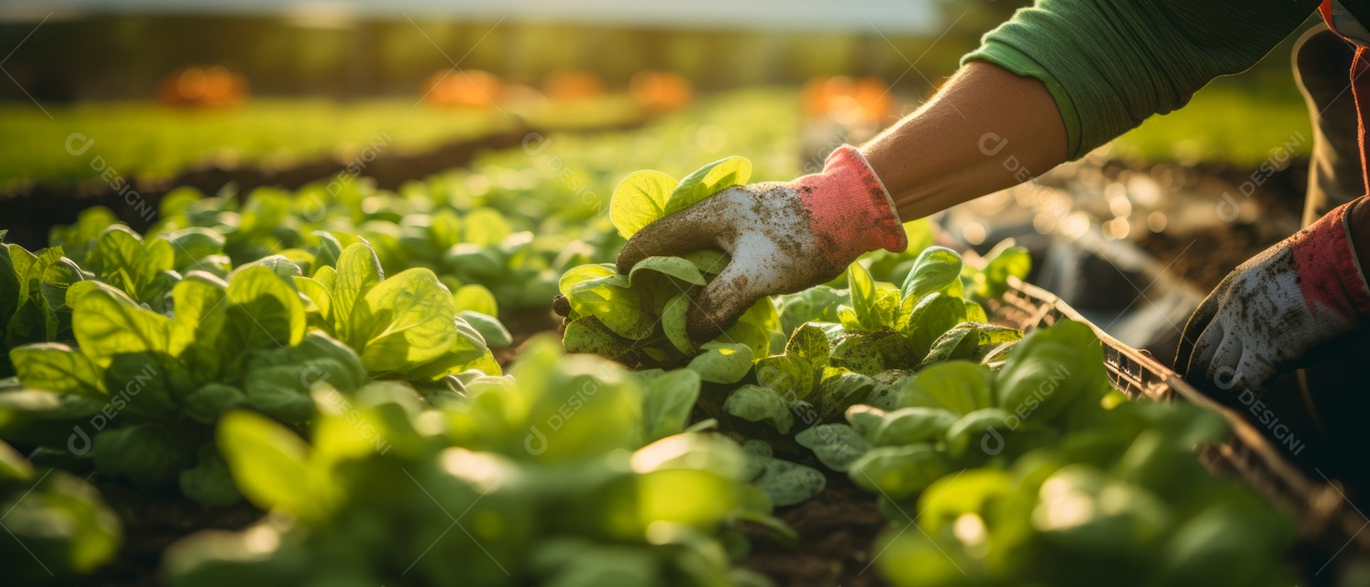 Mãos de pessoas cuidando da colheita de vegetais.