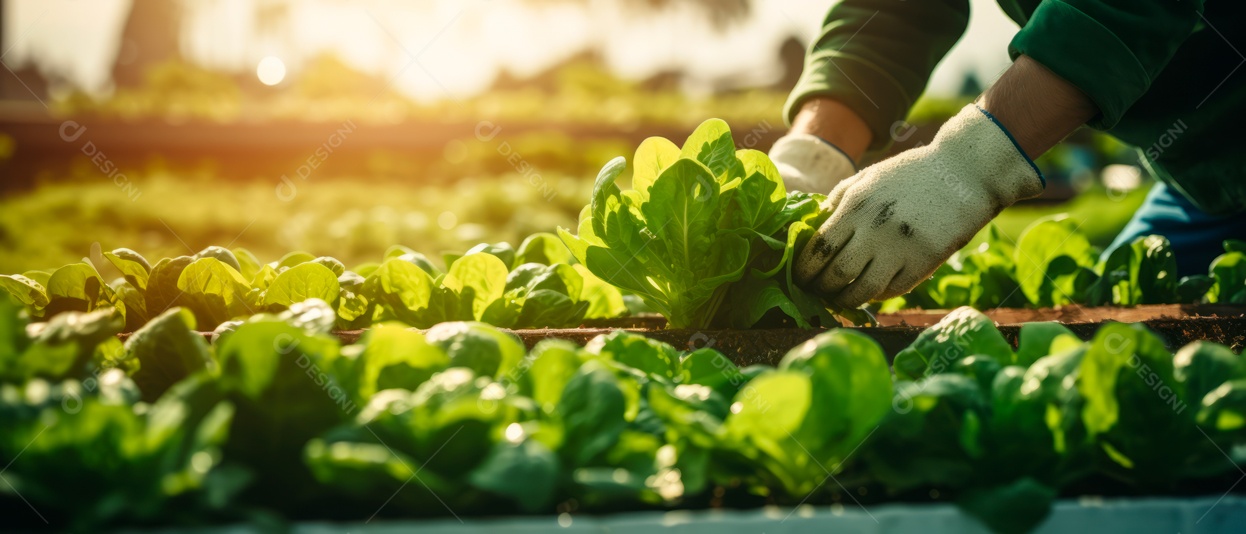 Mãos de pessoas cuidando da colheita de vegetais.