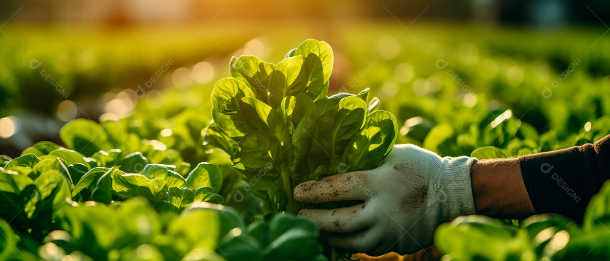 Mãos de pessoas cuidando da colheita de vegetais.