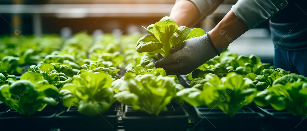 Mãos de pessoas cuidando da colheita de vegetais.
