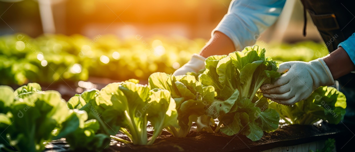 Mãos de pessoas cuidando da colheita de vegetais.
