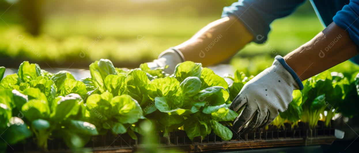 Mãos de pessoas cuidando da colheita de vegetais.