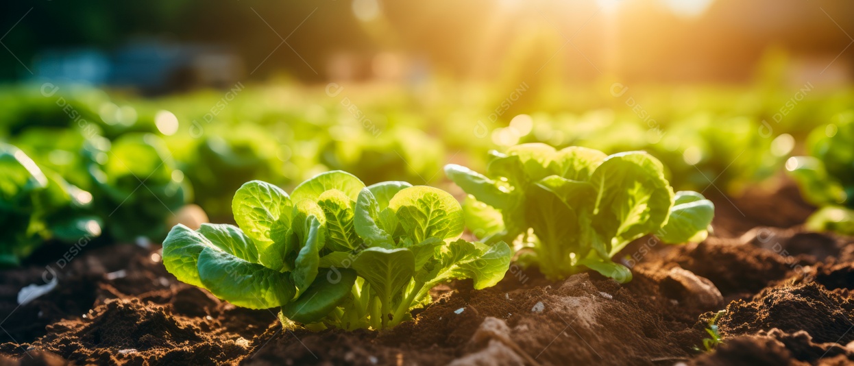 Mãos de pessoas cuidando da colheita de vegetais.