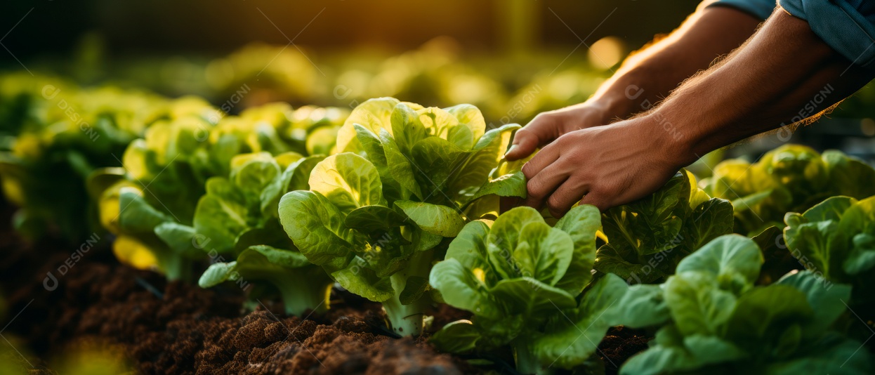 Mãos de pessoas cuidando da colheita de vegetais.