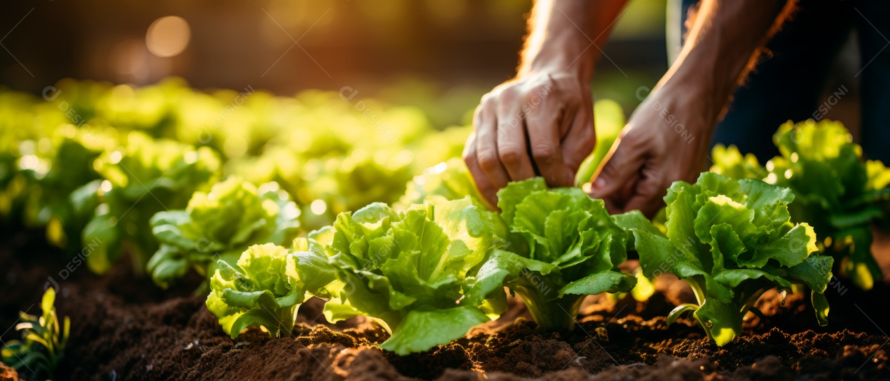 Mãos de pessoas cuidando da colheita de vegetais.