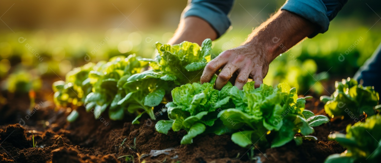 Mãos de pessoas cuidando da colheita de vegetais.