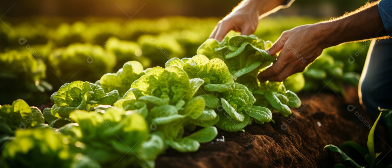 Mãos de pessoas cuidando da colheita de vegetais.
