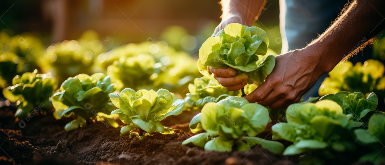 Mãos de pessoas cuidando da colheita de vegetais.