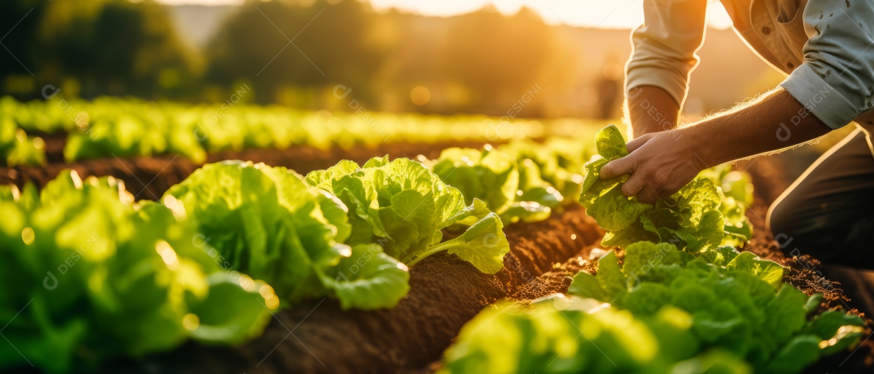 Mãos de pessoas cuidando da colheita de vegetais.