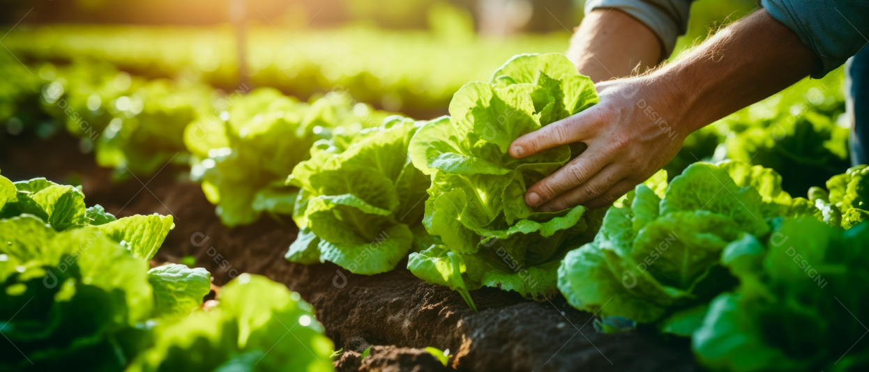 Mãos de pessoas cuidando da colheita de vegetais.