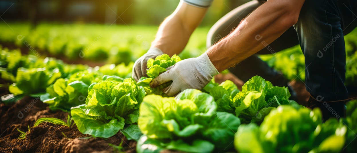 Mãos de pessoas cuidando da colheita de vegetais.