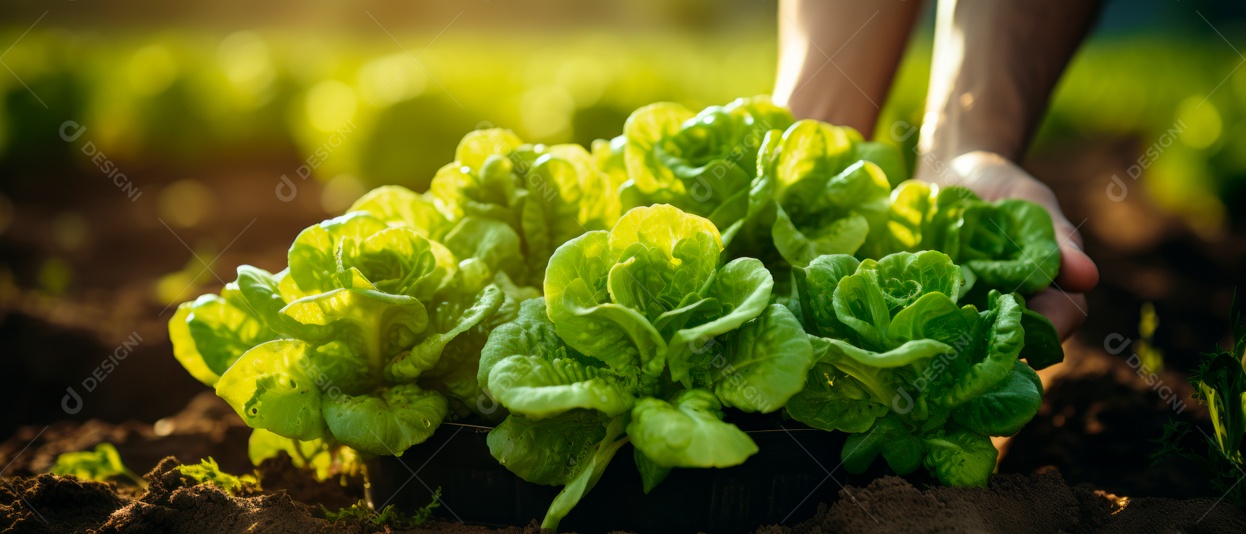 Mãos de pessoas cuidando da colheita de vegetais.