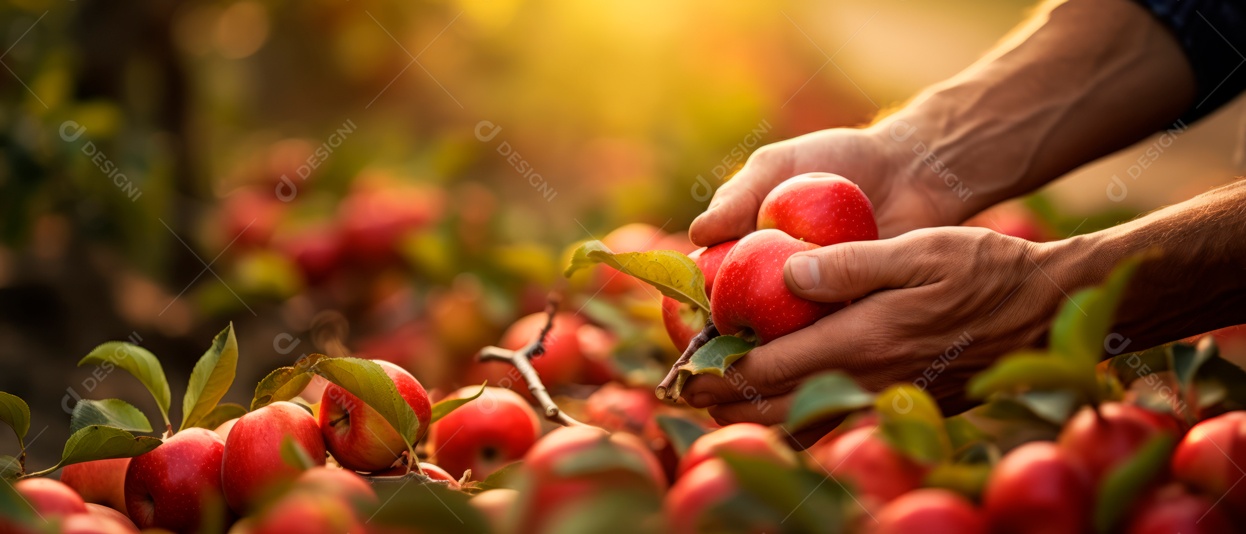 Mãos de pessoas cuidando e colhendo maçãs.