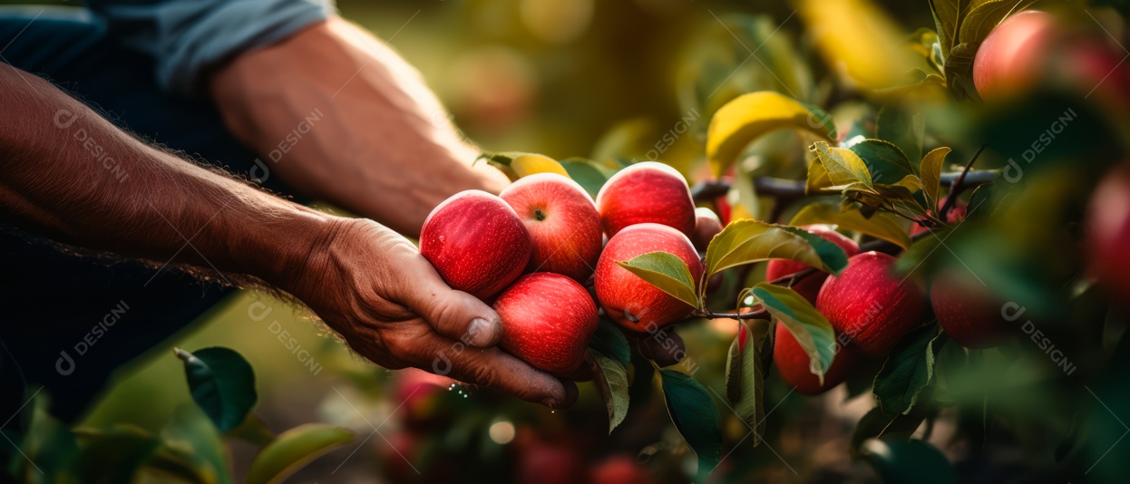 Mãos das pessoas cuidando e colhendo maçãs.