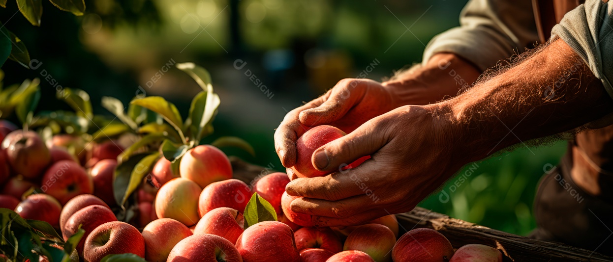 Mãos das pessoas cuidando e colhendo maçãs.