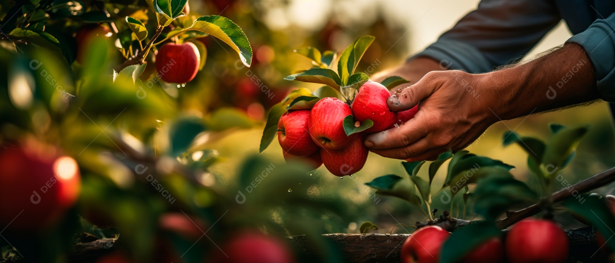 Mãos das pessoas cuidando e colhendo maçãs.