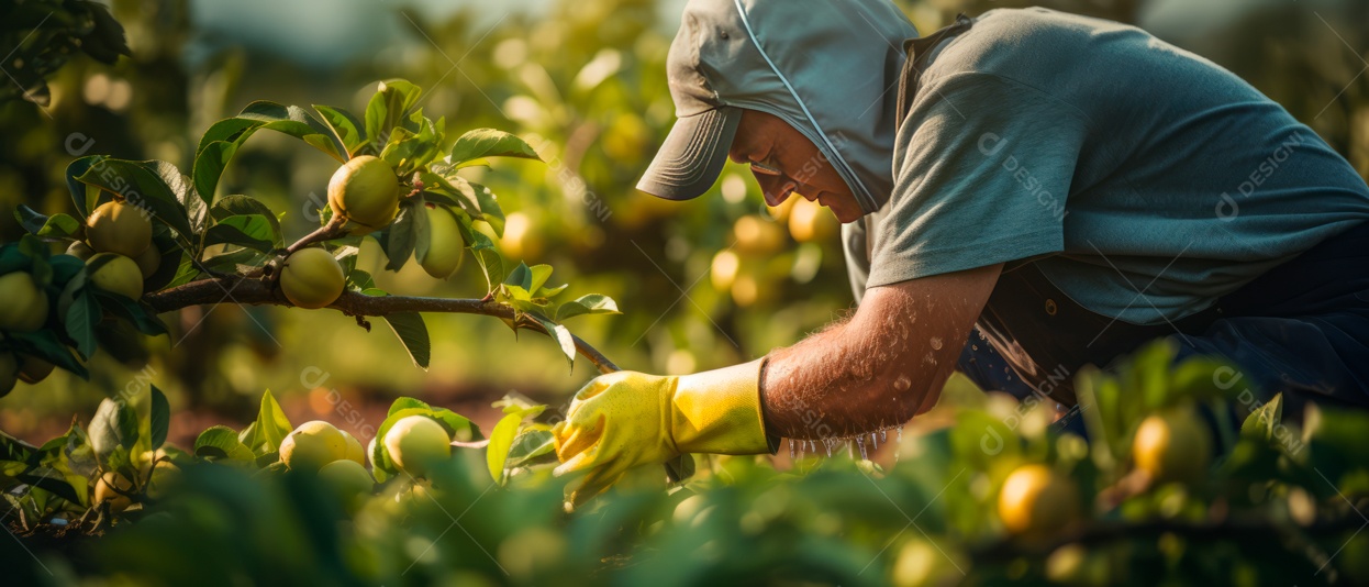 Mãos das pessoas cuidando e colhendo maçãs.