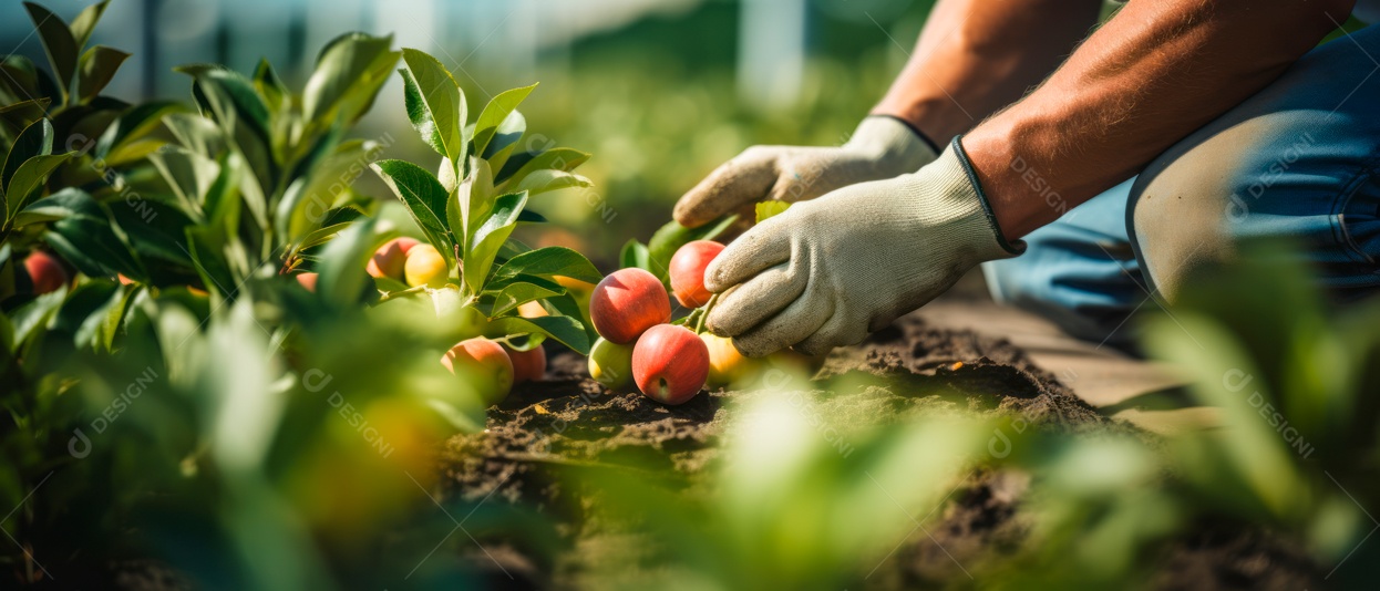 Mãos das pessoas cuidando e colhendo maçãs.