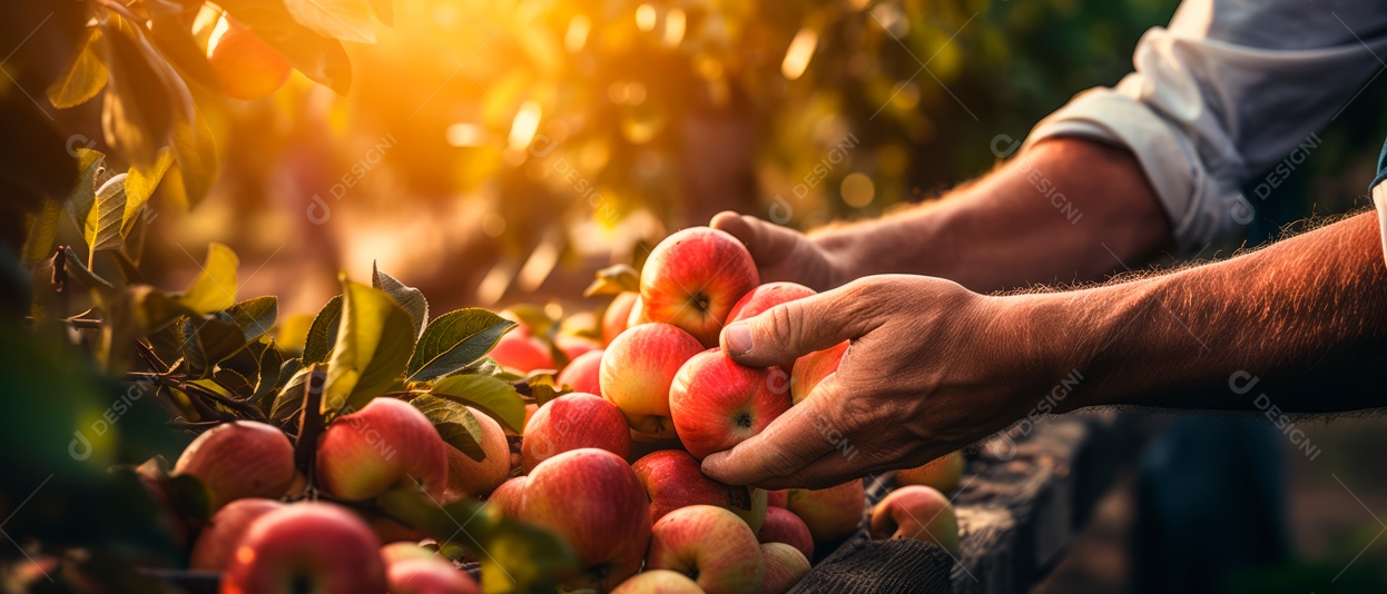 Mãos de pessoas cuidando e colhendo maçãs.