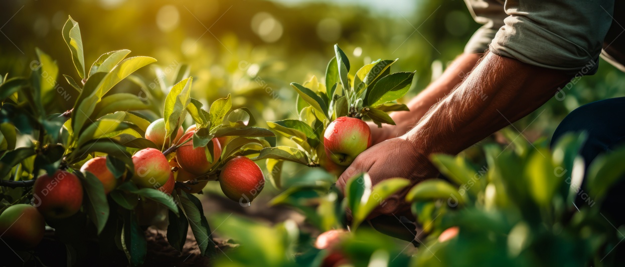 Mãos das pessoas cuidando e colhendo maçãs.