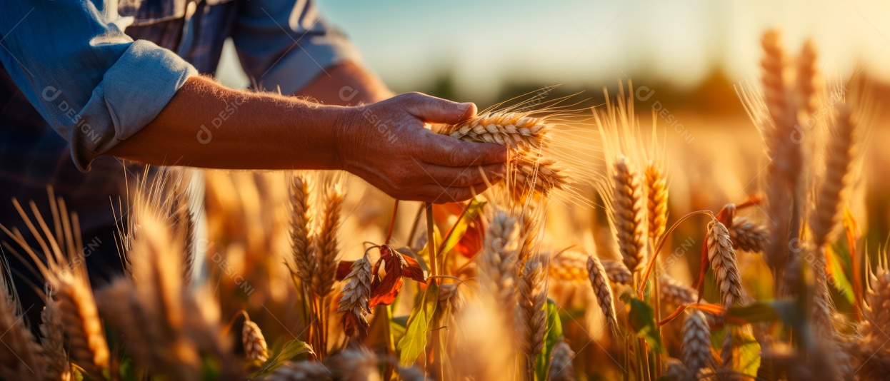 Mãos de pessoas cuidando da colheita de trigo.