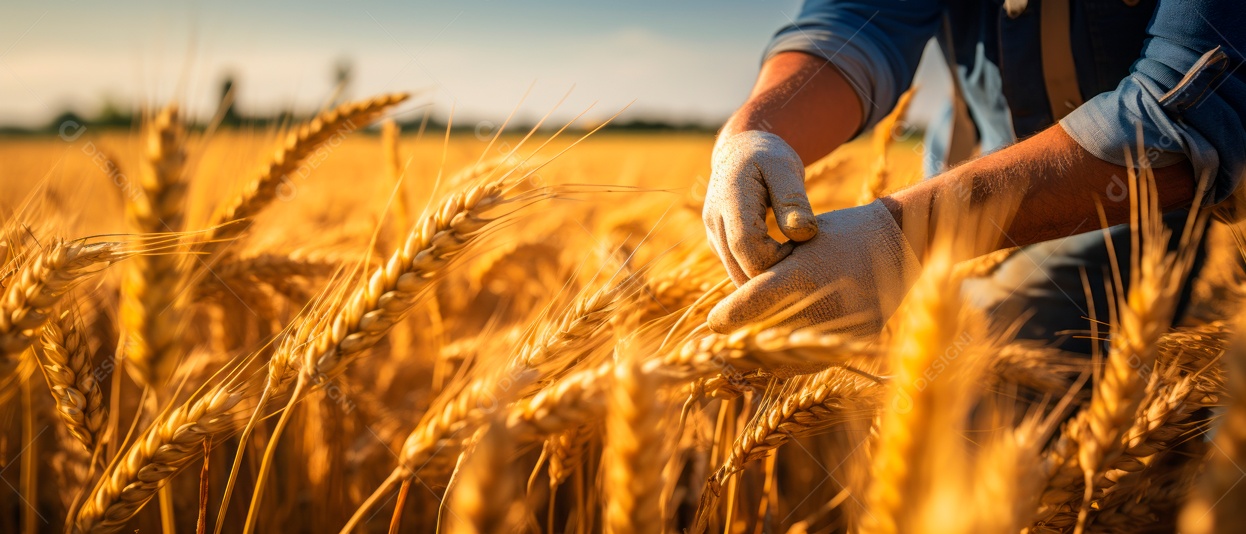 Mãos de pessoas cuidando da colheita de trigo.