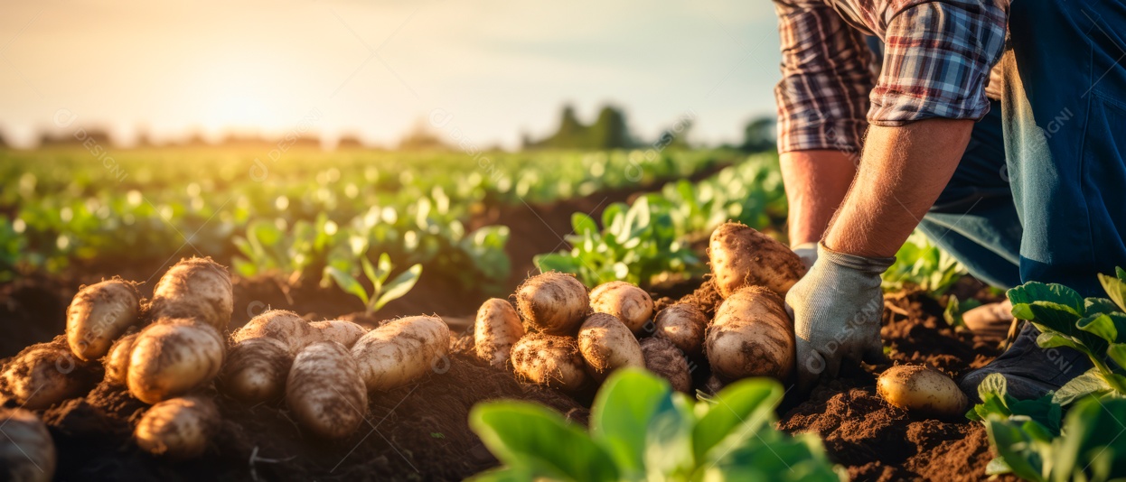 Mãos de pessoas tendendo a colher batatas.