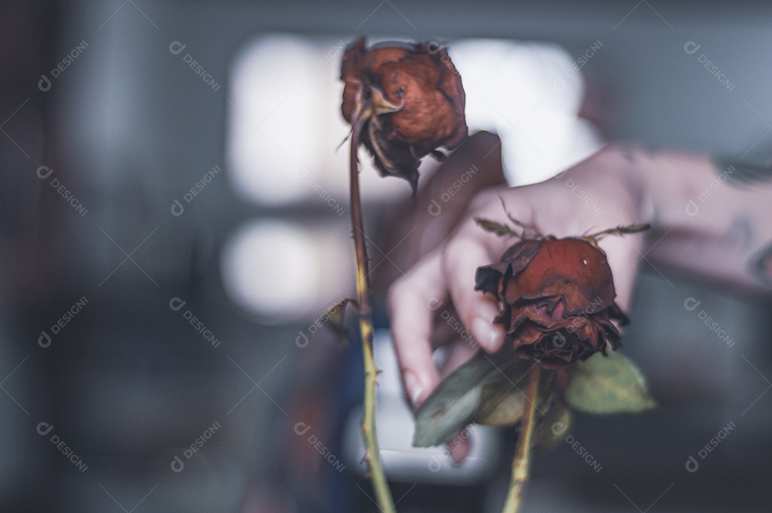 Rosas temáticas dramáticas, rosas murchas e sem vida, natureza morta