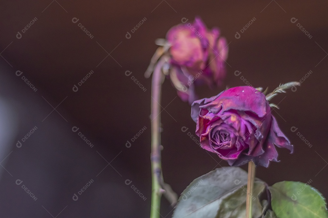 Rosas temáticas dramáticas, rosas murchas e sem vida, natureza morta