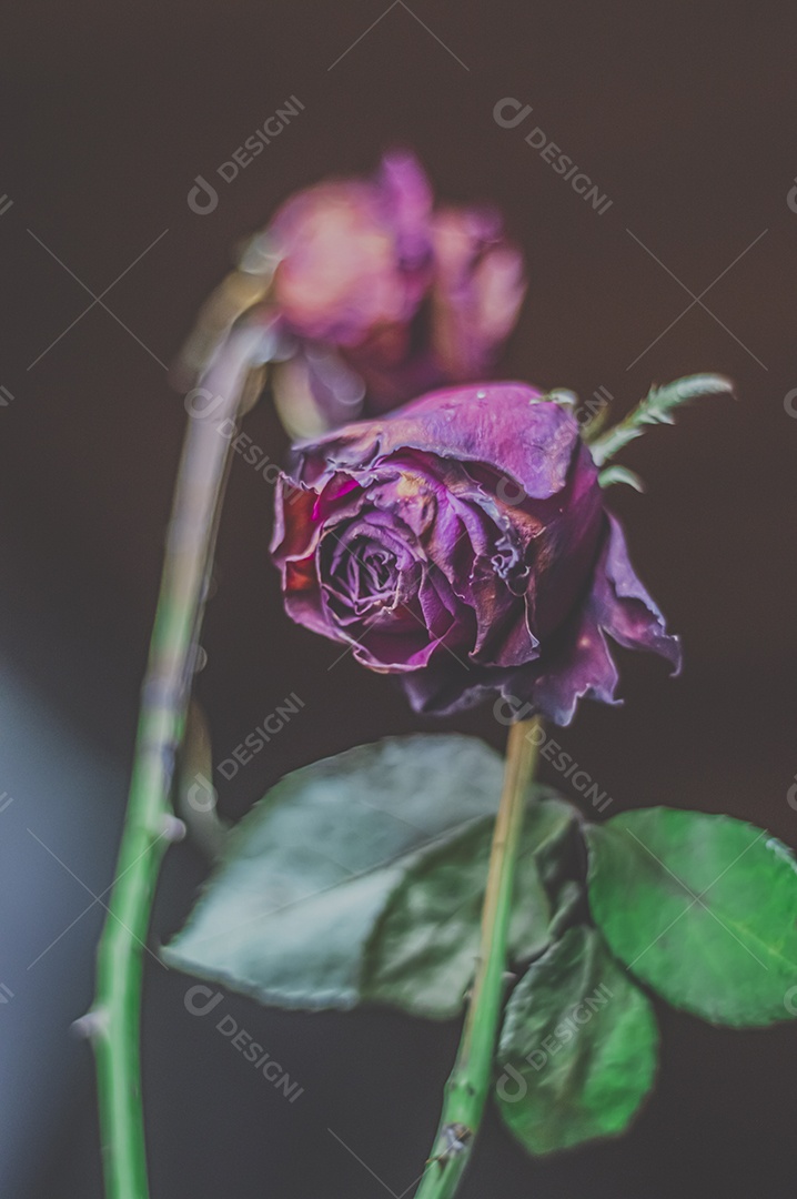 Rosas temáticas dramáticas, rosas murchas e sem vida, natureza morta