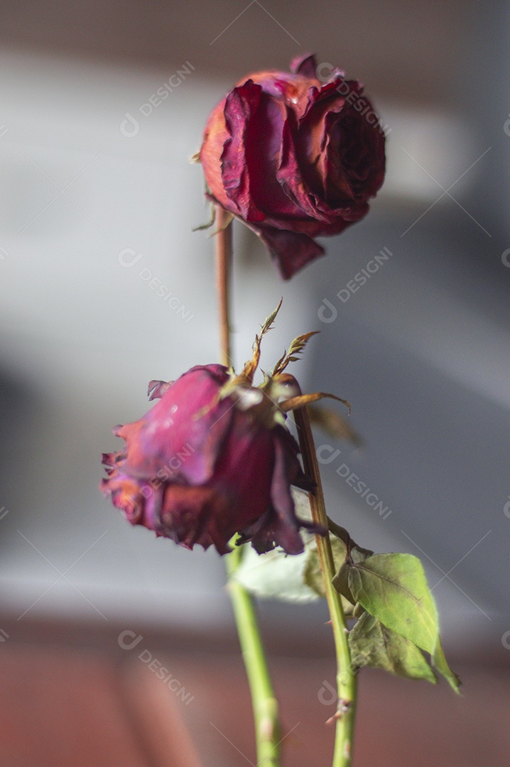 Rosas temáticas dramáticas, rosas murchas e sem vida, natureza morta, espaço coppy e fundo de madeira.
