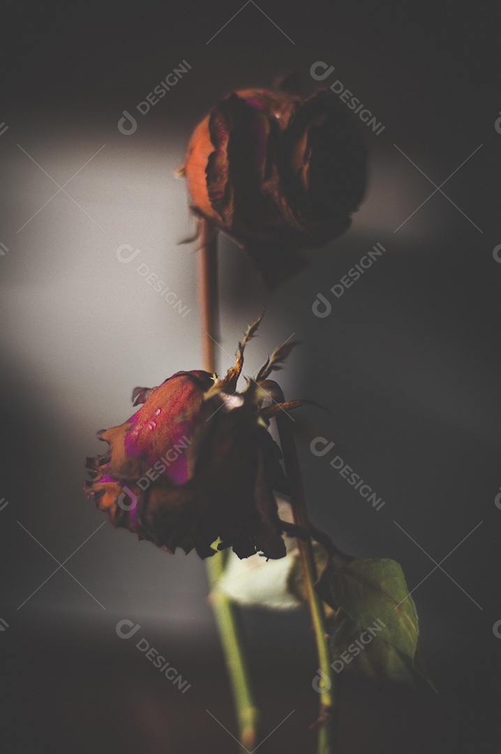 Rosas temáticas dramáticas, rosas murchas e sem vida, natureza morta