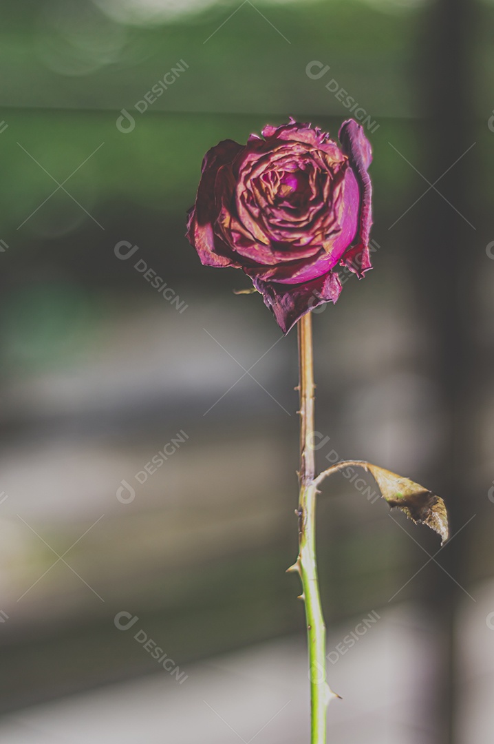 Rosas temáticas dramáticas, rosas murchas e sem vida, natureza morta