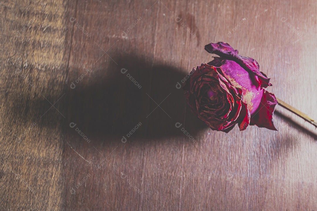 Rosas temáticas dramáticas, rosas murchas e sem vida, natureza morta