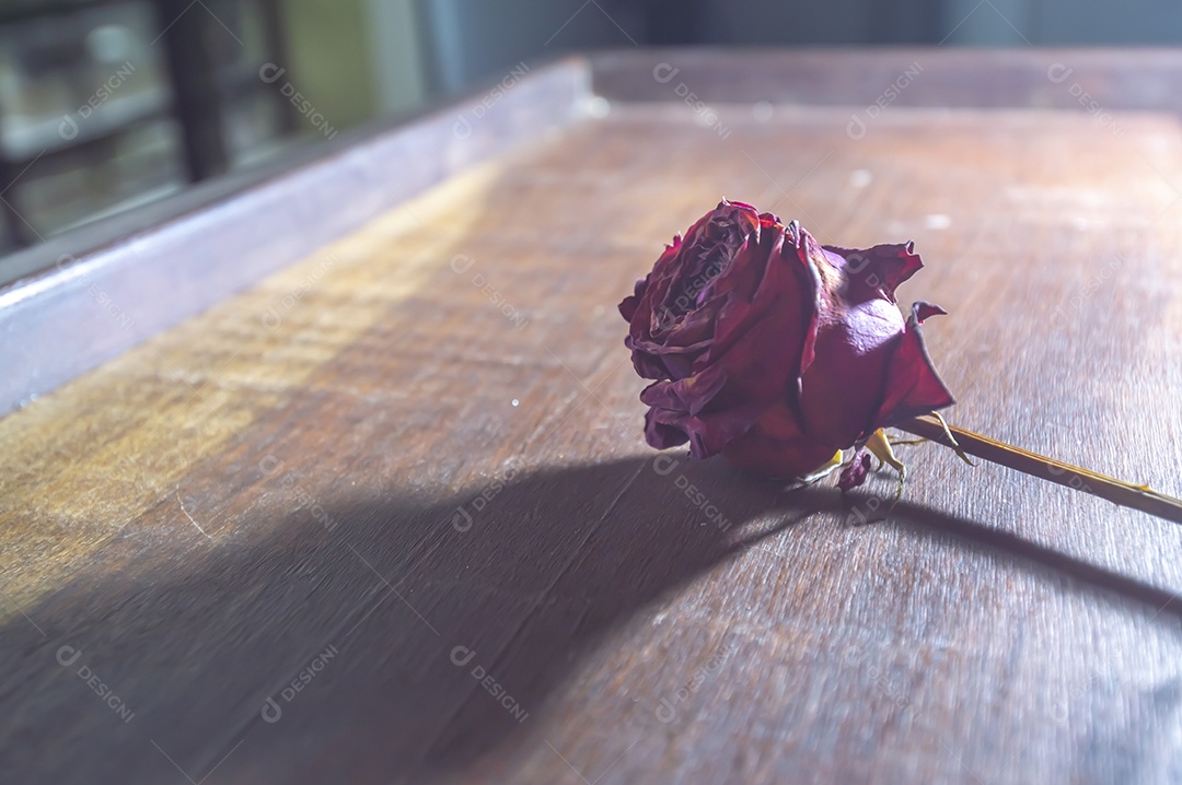 Rosas temáticas dramáticas, rosas murchas e sem vida, natureza morta