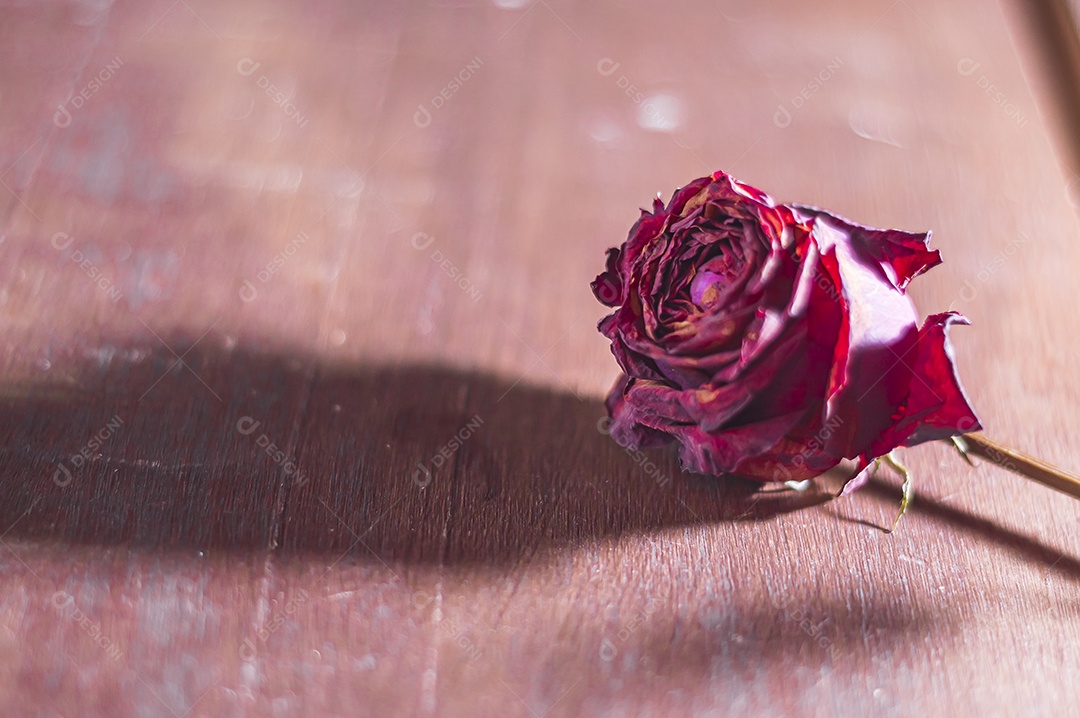 Rosas temáticas dramáticas, rosas murchas e sem vida, natureza morta