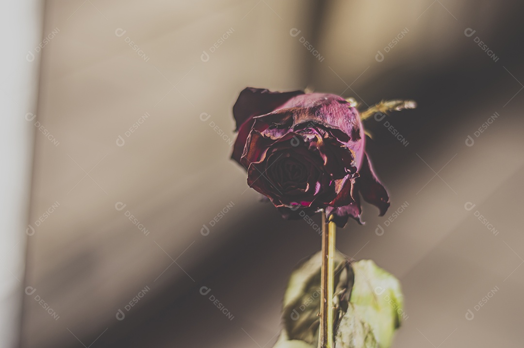 Rosas temáticas dramáticas, rosas murchas e sem vida, natureza morta