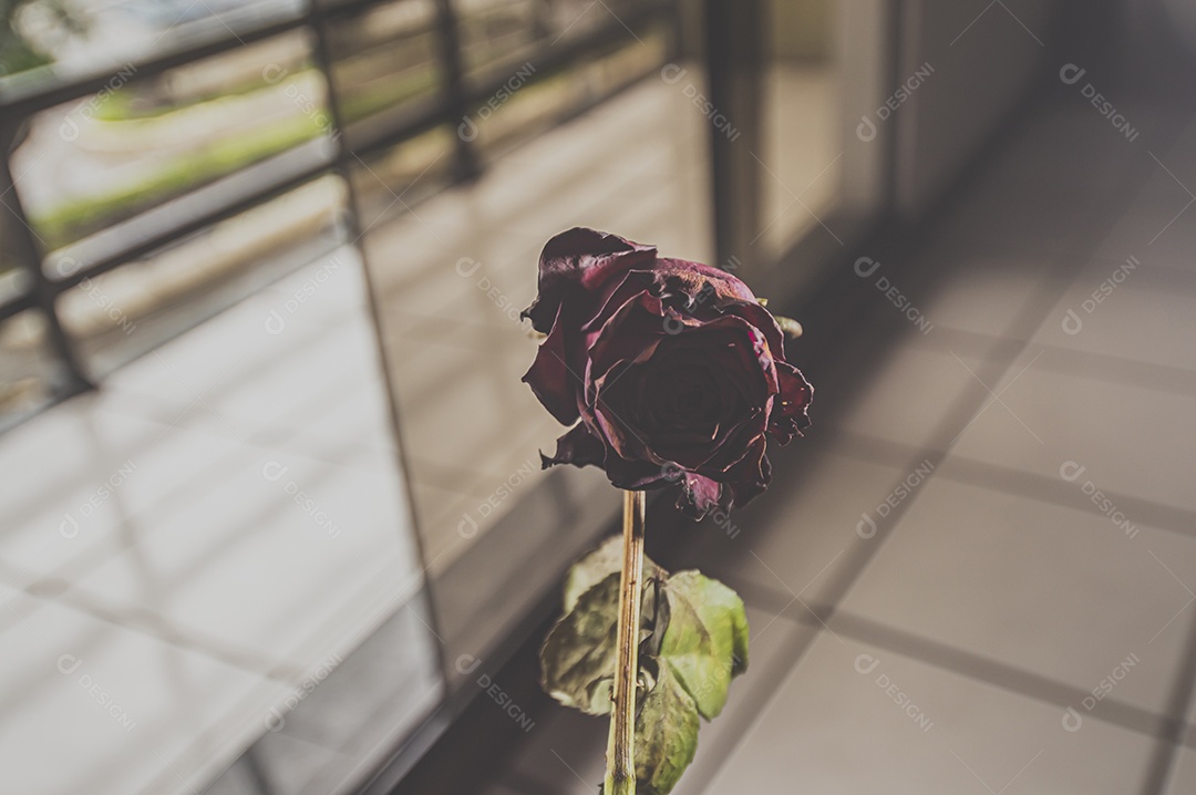 Rosas temáticas dramáticas, rosas murchas e sem vida, natureza morta