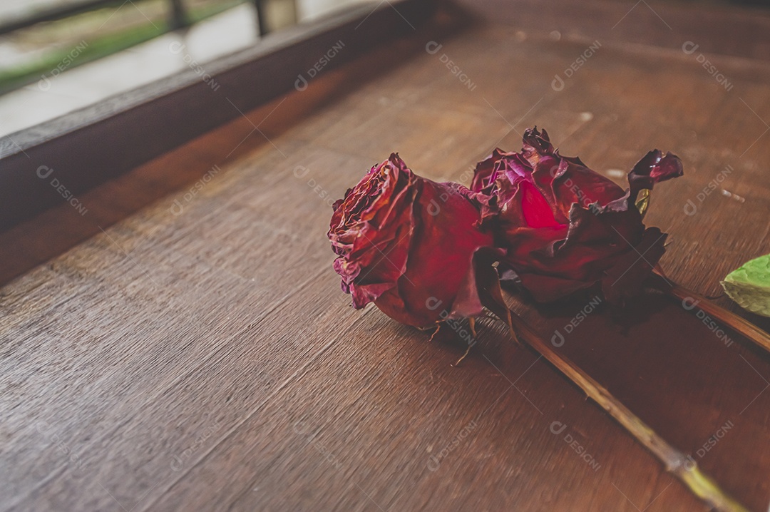 Rosas temáticas dramáticas, rosas murchas e sem vida, natureza morta