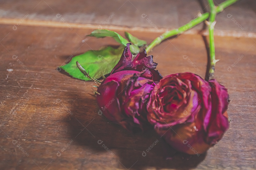 Rosas temáticas dramáticas, rosas murchas e sem vida, natureza morta