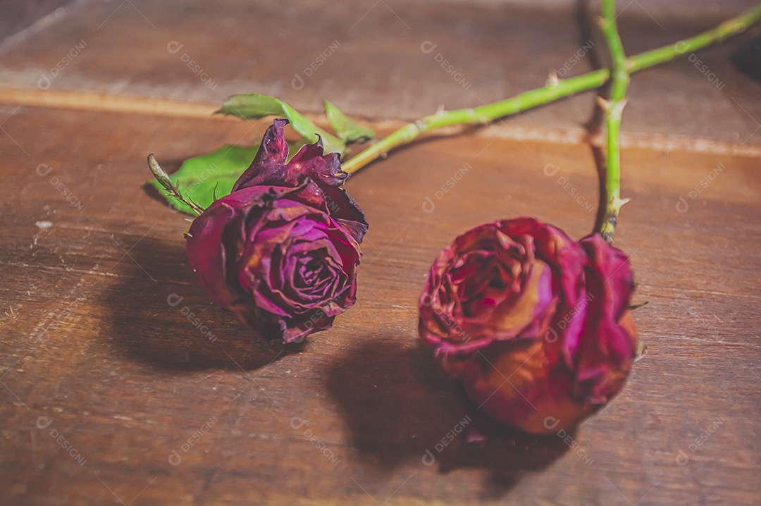Rosas temáticas dramáticas, rosas murchas e sem vida, natureza morta