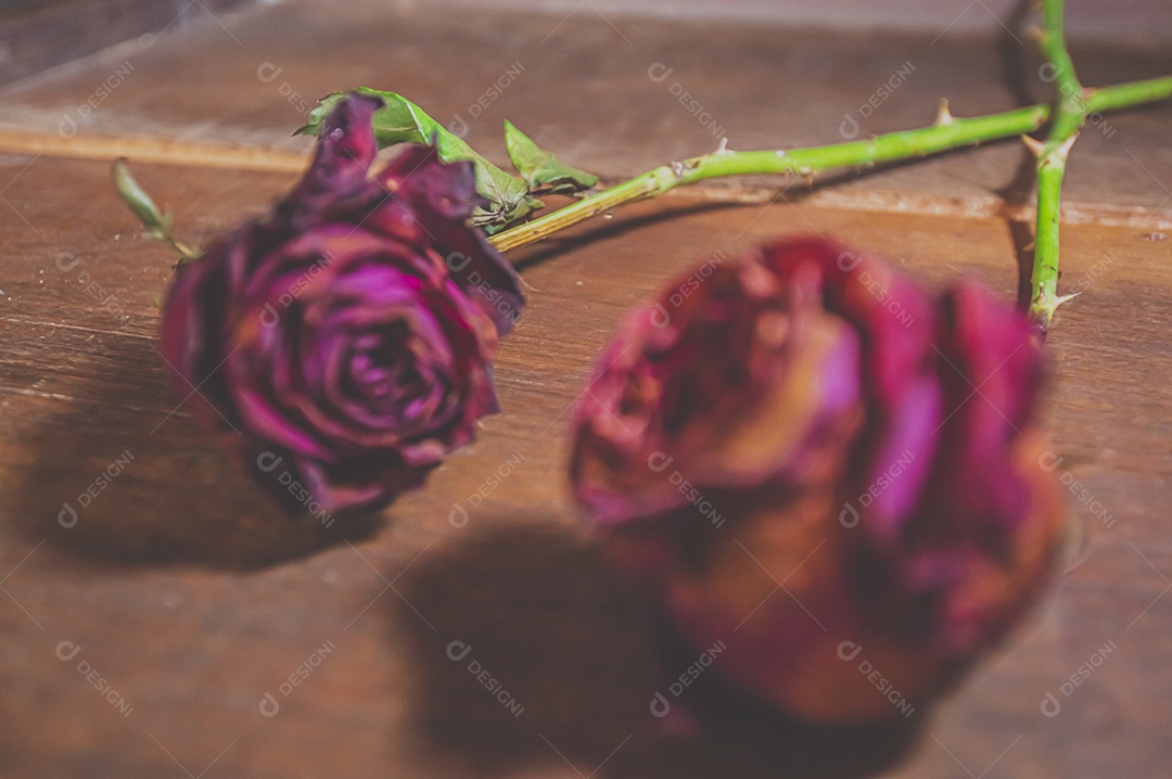 Rosas temáticas dramáticas, rosas murchas e sem vida, natureza morta
