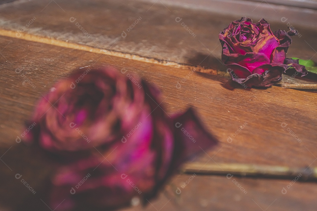 Rosas temáticas dramáticas, rosas murchas e sem vida, natureza morta