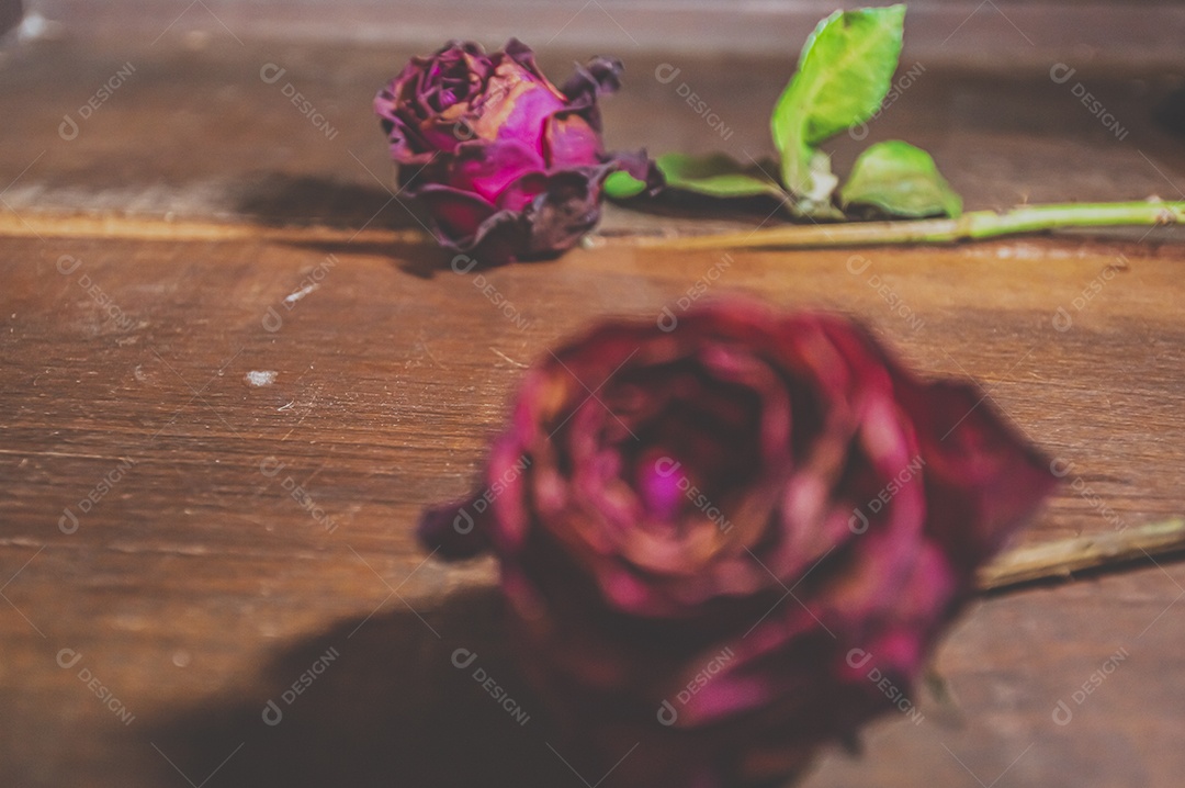 Rosas temáticas dramáticas, rosas murchas e sem vida, natureza morta