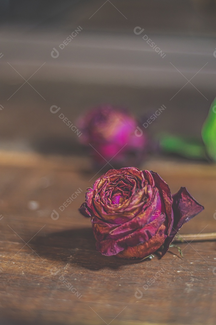 Rosas temáticas dramáticas, rosas murchas e sem vida, natureza morta