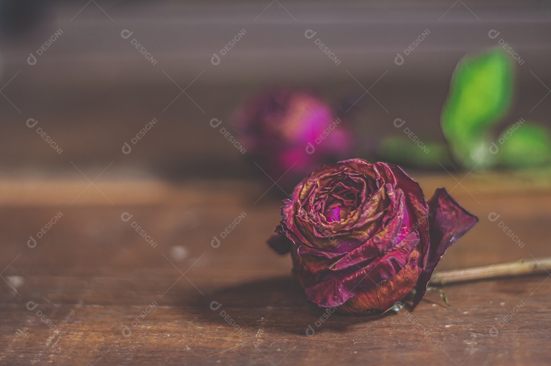 Rosas temáticas dramáticas, rosas murchas e sem vida, natureza morta